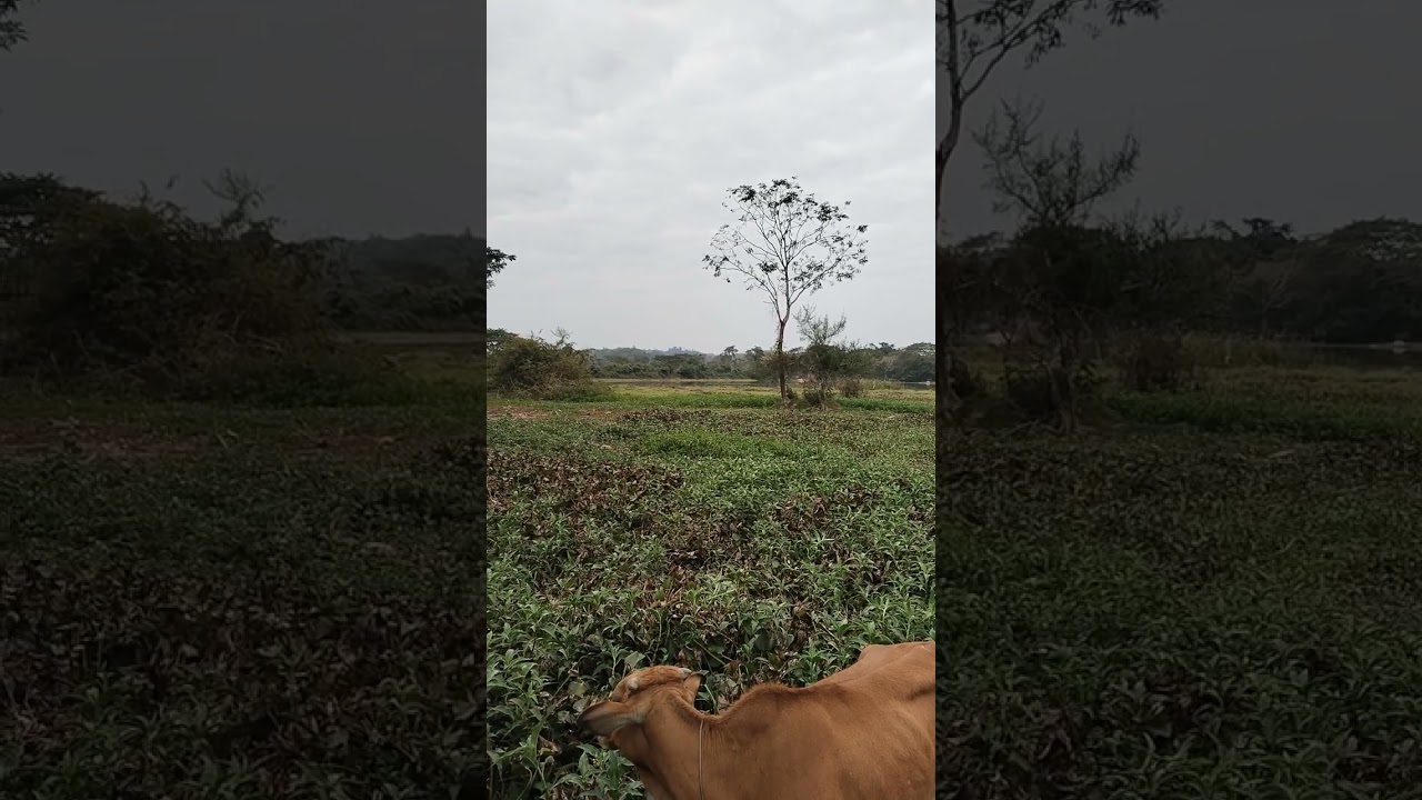 Kwv txhiaj nkauj nraug tsis sib taus 28/1/2026
