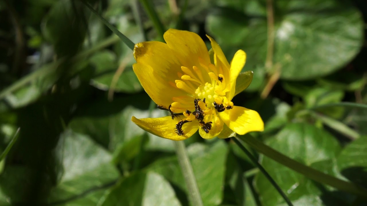 Meloe violaceus larvae - tringulin
