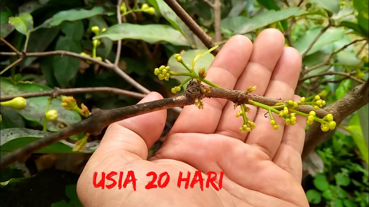 cara memaksa jambu air berbuah