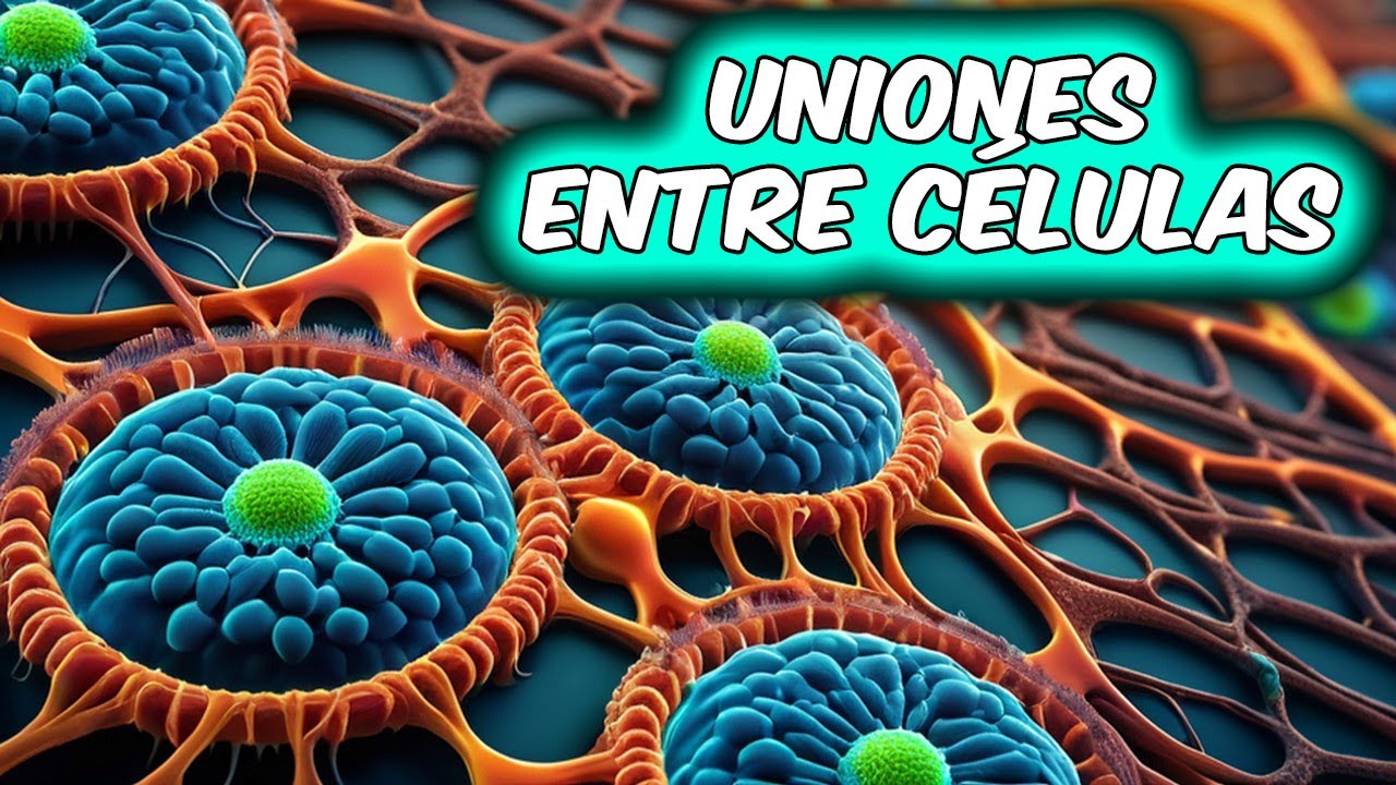 Todo sobre las Uniones Celulares
