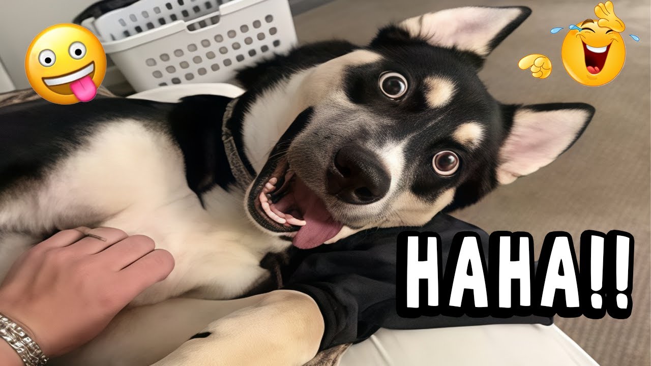 WHEN DOGS ARE TOO FUNNY 🤣 – HAPPY DOG COMPILATION | TRY NOT TO LAUGH #9