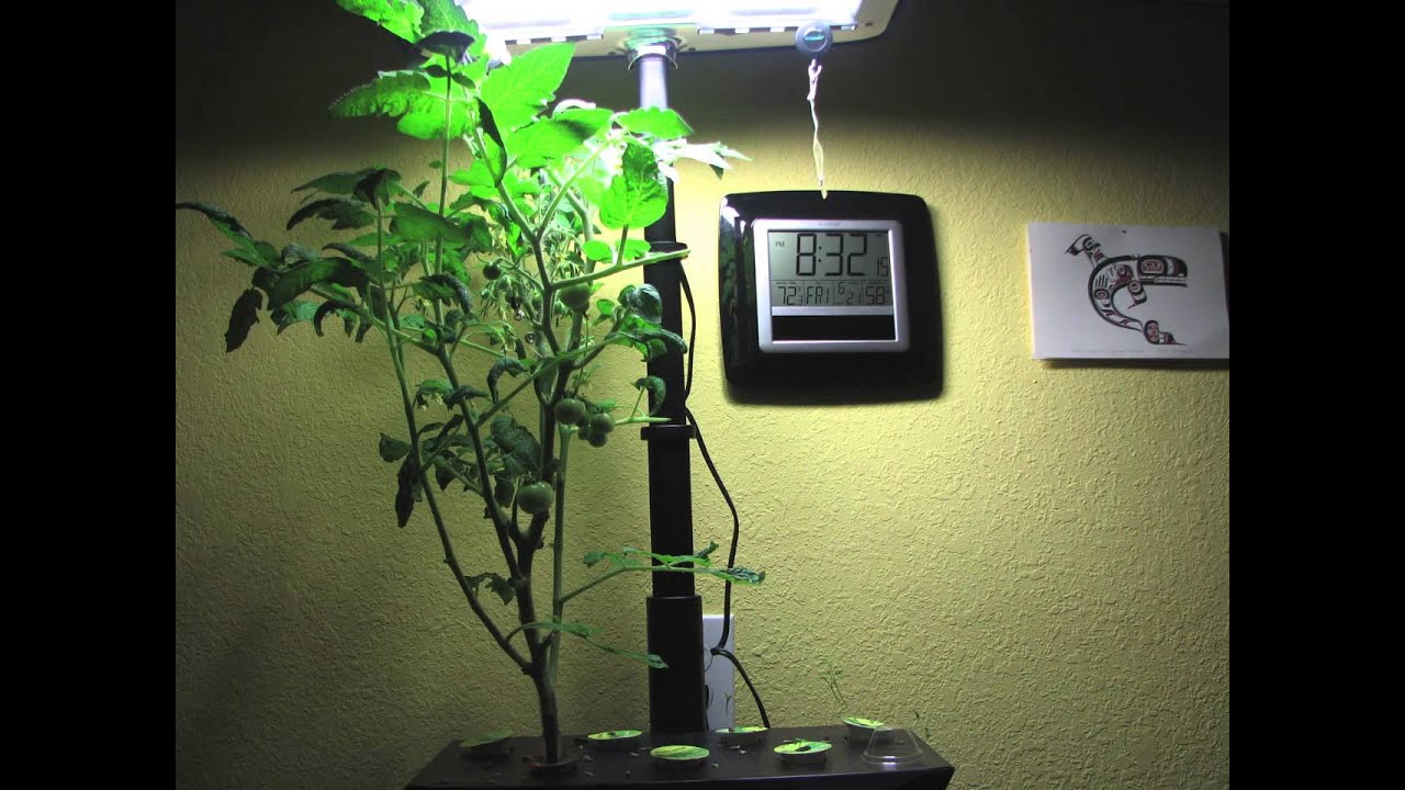 Aerogarden Tomatoes Timelapse