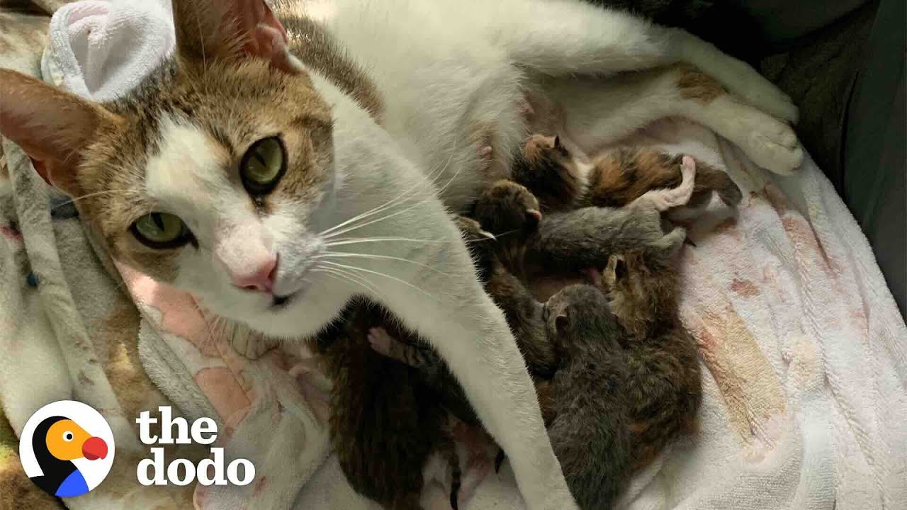 Pregnant Cat Has More Kittens Than Anyone Imagined | The Dodo