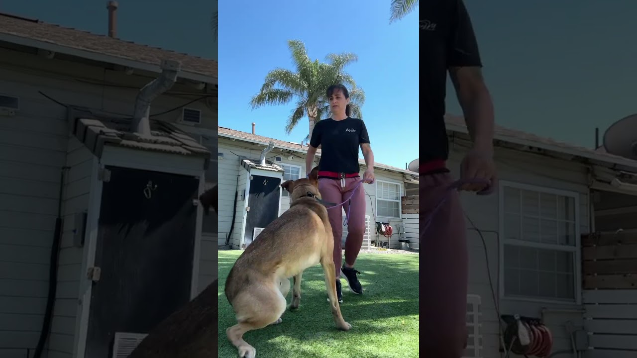 Spartacus Obedience