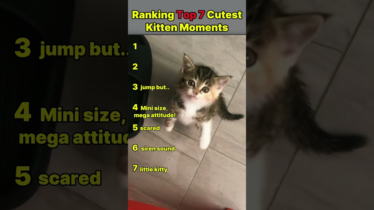 Heart-Melting & Funny Cat Reactions 2025 #kitten #kittenslovers #kittenshorts #catlovers #shorts