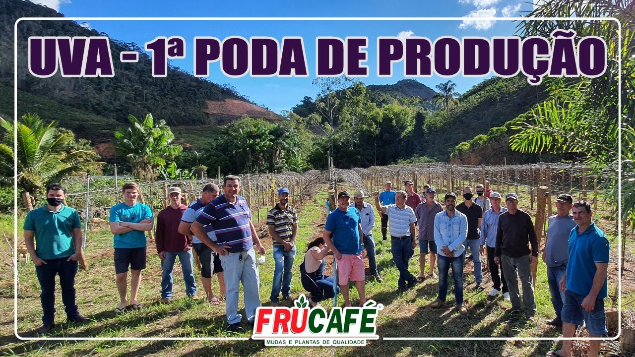 Como Fazer a 1ª Poda de Produção na UVA (Videira)?
