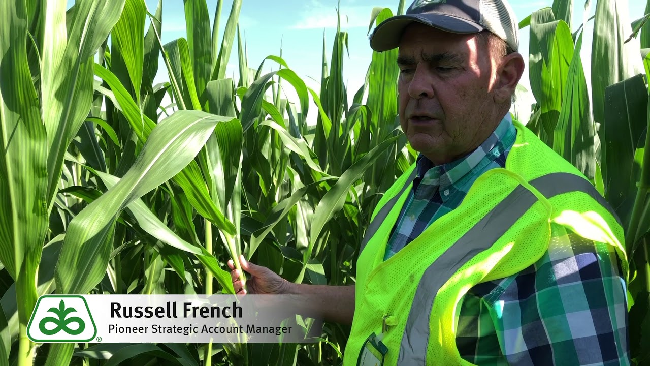 Western Bean Cutworm Scouting