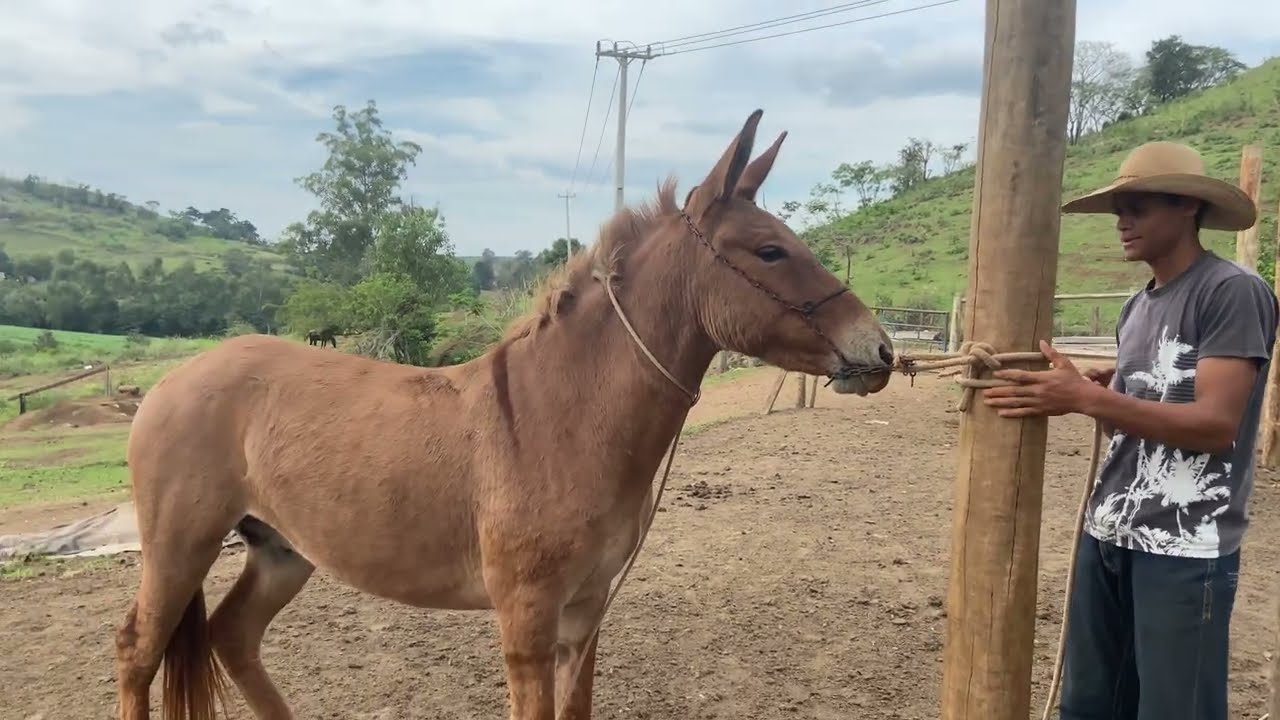 “Iniciamos a Doma do Burro Capricho”