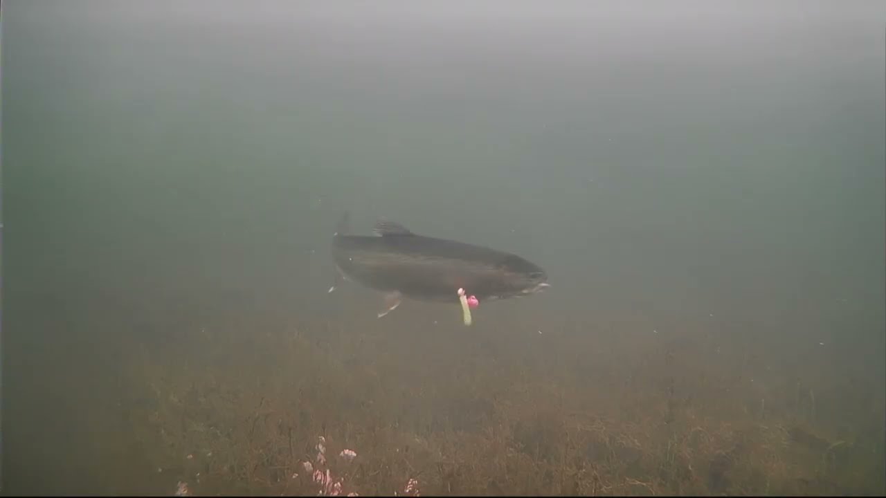 Underwater Rainbow Trout AKtion | 01/30/26