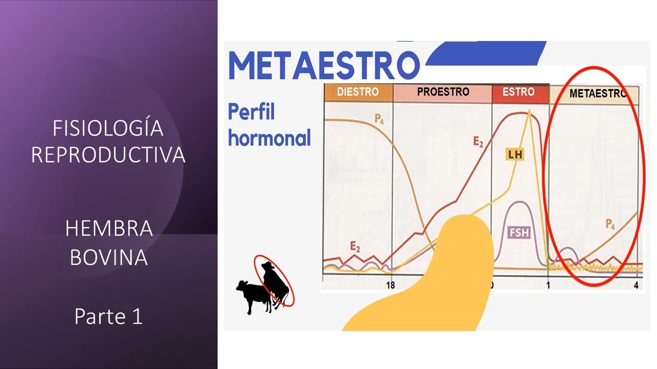 Fisiología reproductiva: Hembra bovina - Primera parte -