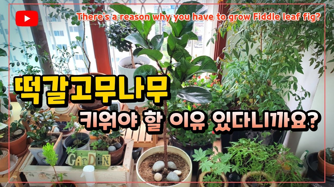떡갈고무나무, 키워야할 이유가 있다니까요?_ There's a reason why you have to grow Fiddle leaf fig?
