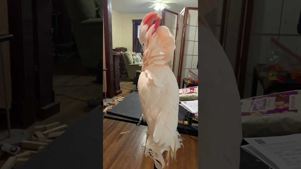 Misha bird thinks that juggling is unnatural