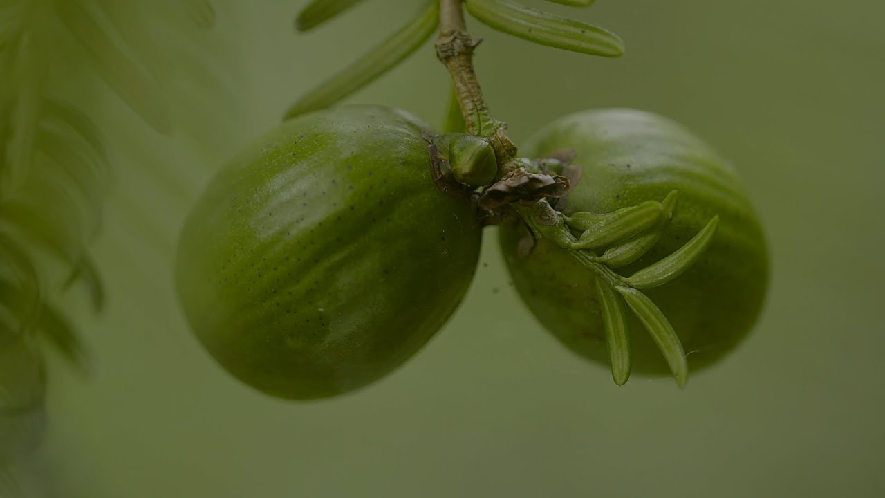 Journeys in Nature: Jiangxi series | Episode 2: Grand Torreya