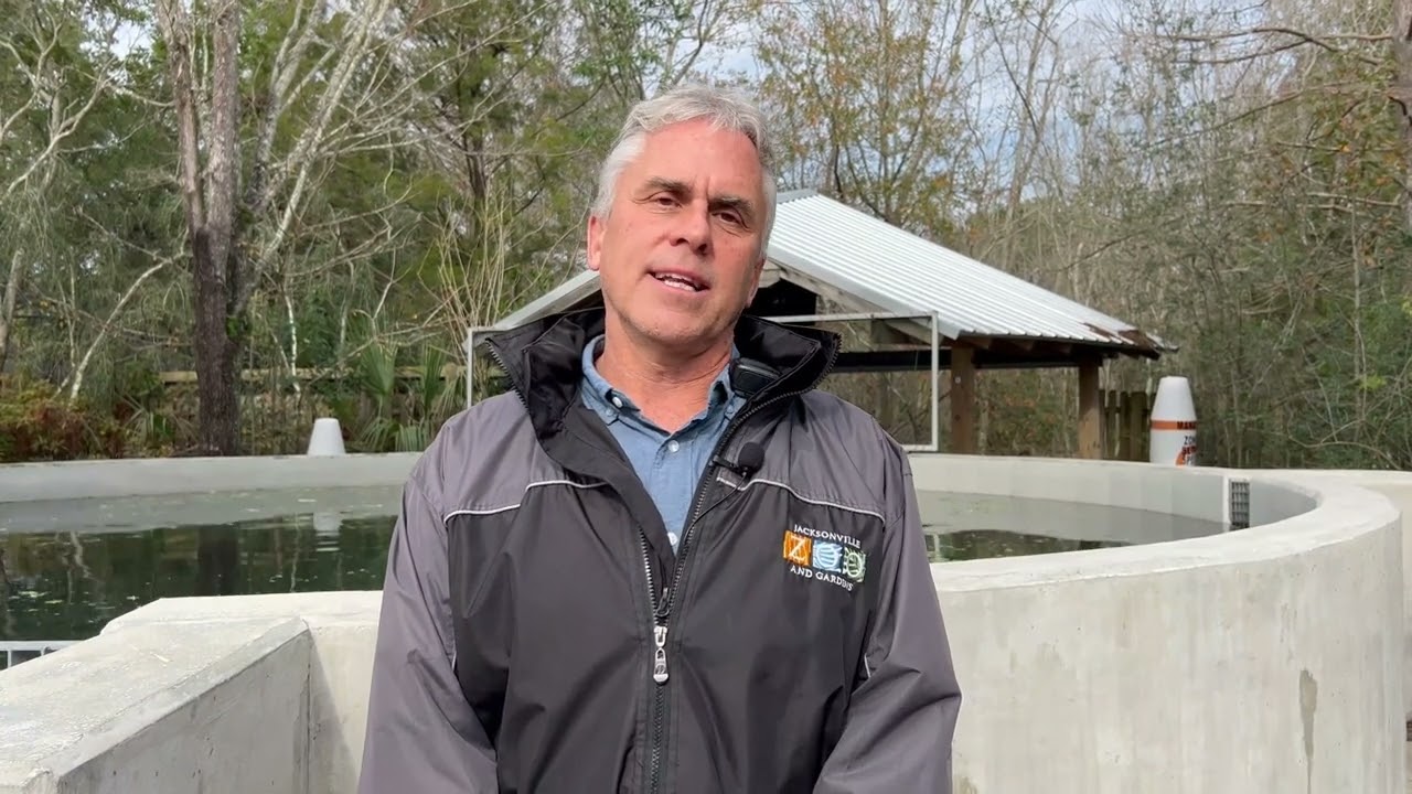 Sad Update About Asha the Orphaned Manatee