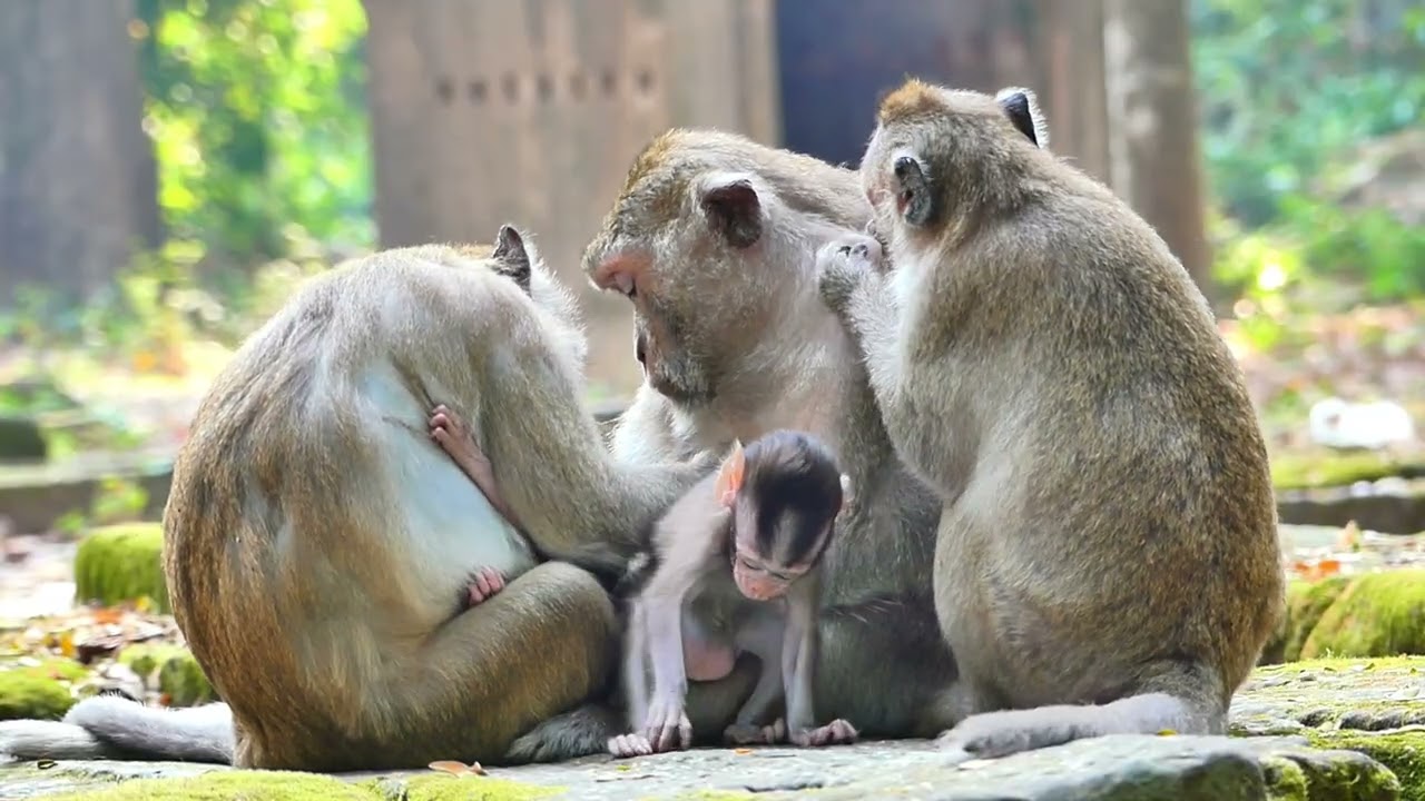 Brithen monkey and Gladdist monkey take to gether for health treatment care