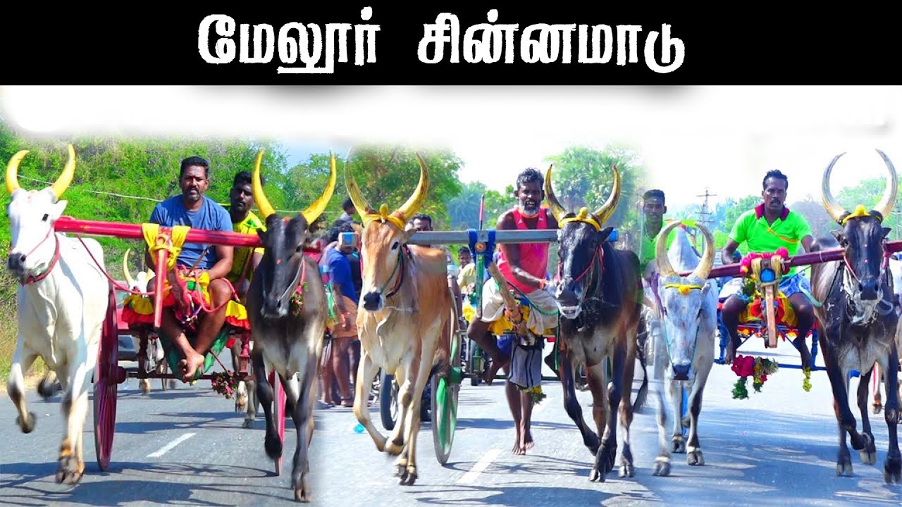 ⭕LIVE|சின்னமாடு மேலூர் 50,001ஆயிரம் யாருக்கு??|Melur chinnamaadu நேரலை 2026