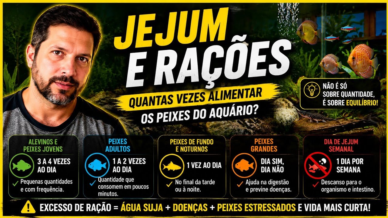 QUANTAS vezes ALIMENTAR os peixes do AQUÁRIO