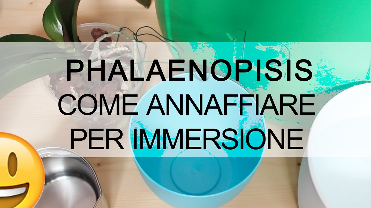 Come annaffiare un'orchidea per immersione - Phalaenopsis