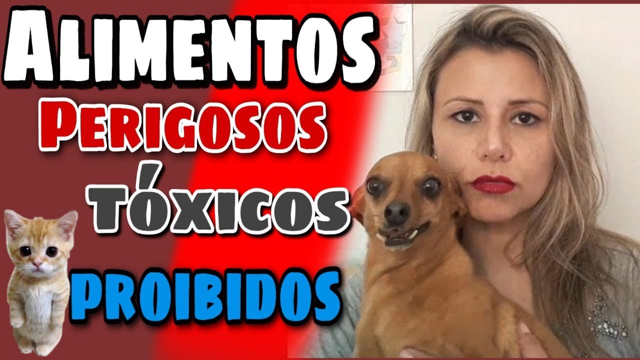 5 Alimentos PROIBIDOS, PERIGOSOS, TÓXICOS para cães e gatos.