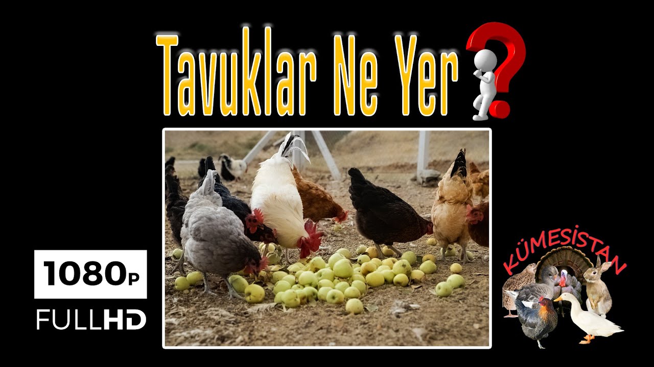TAVUKLAR NE YER NASIL BESLENİR