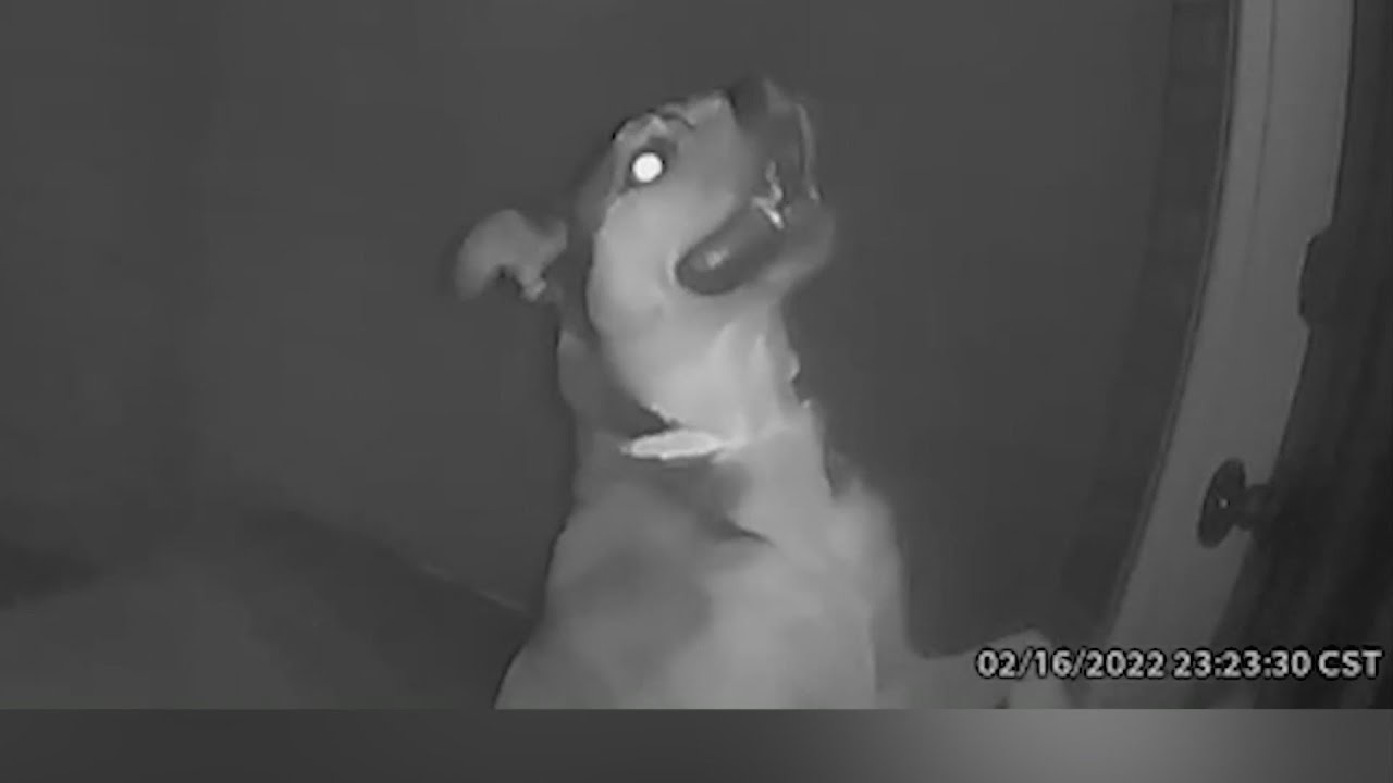 Kansas family's dog escapes doggy daycare and finds his way home