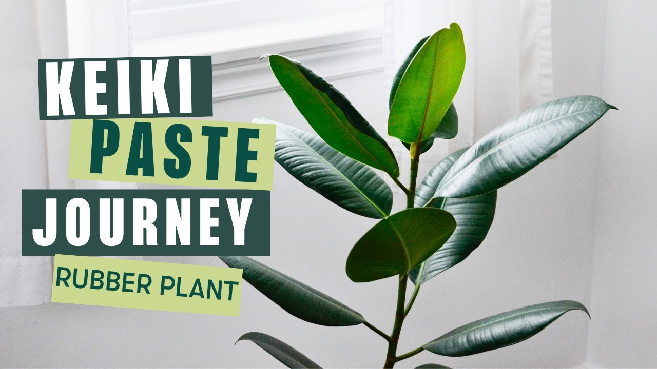 KEIKI PASTE JOURNEY - 3 WEEK JOURNEY