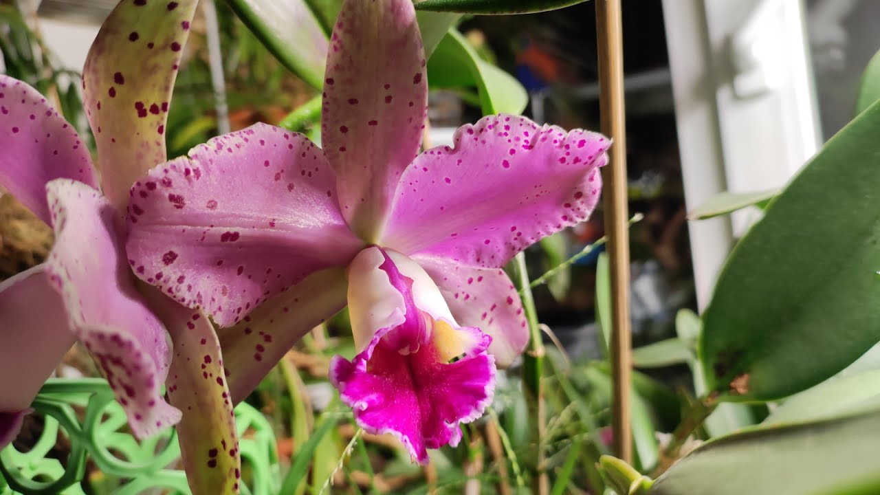 Rhyncholaeliocattleya Durigan Hercules