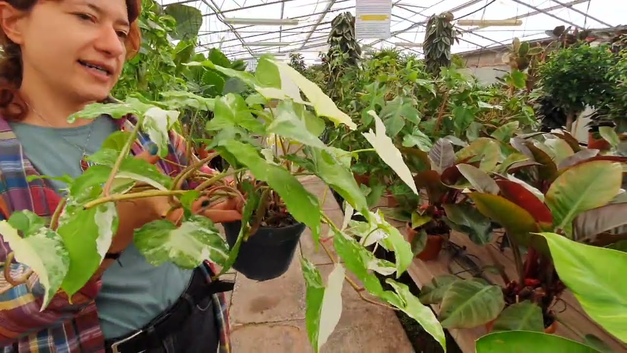 Piante rampicanti, ecco il SYNGONIUM