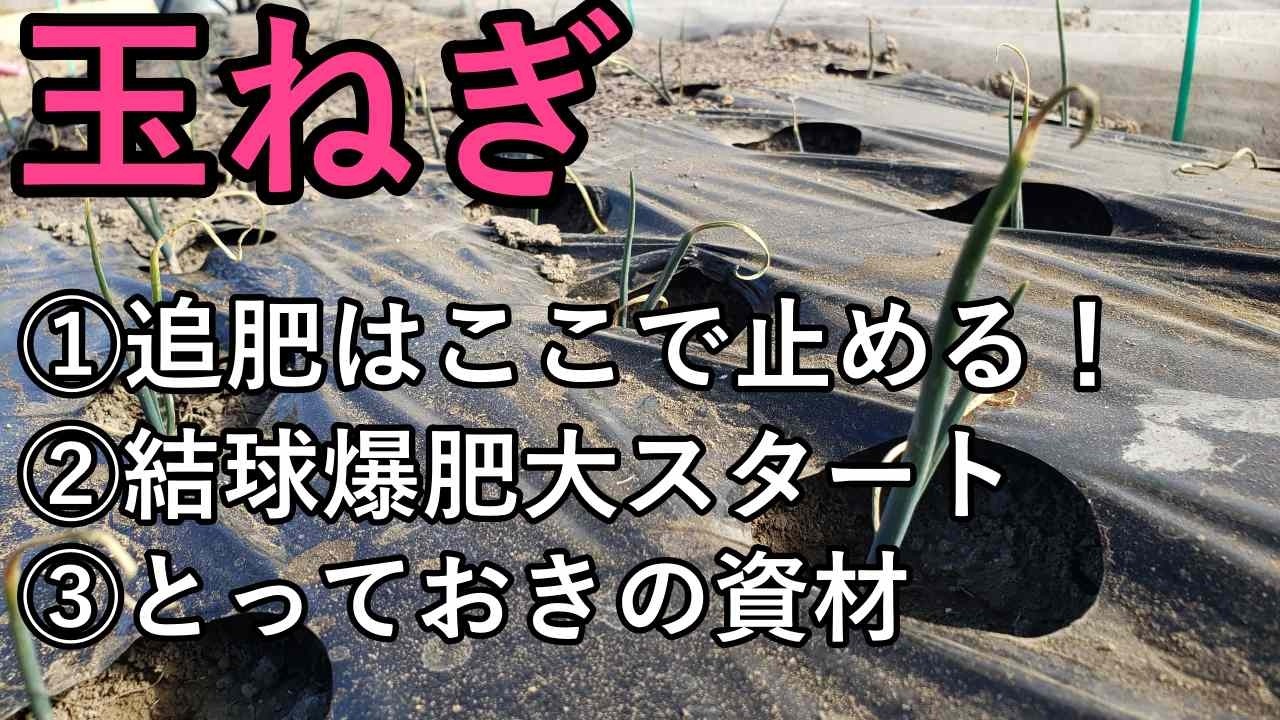 中晩生玉ねぎの追肥“肥止め”｜いよいよ始まる結球爆肥大への道！ふかや村のとっておき資材とは【2026/2/21】