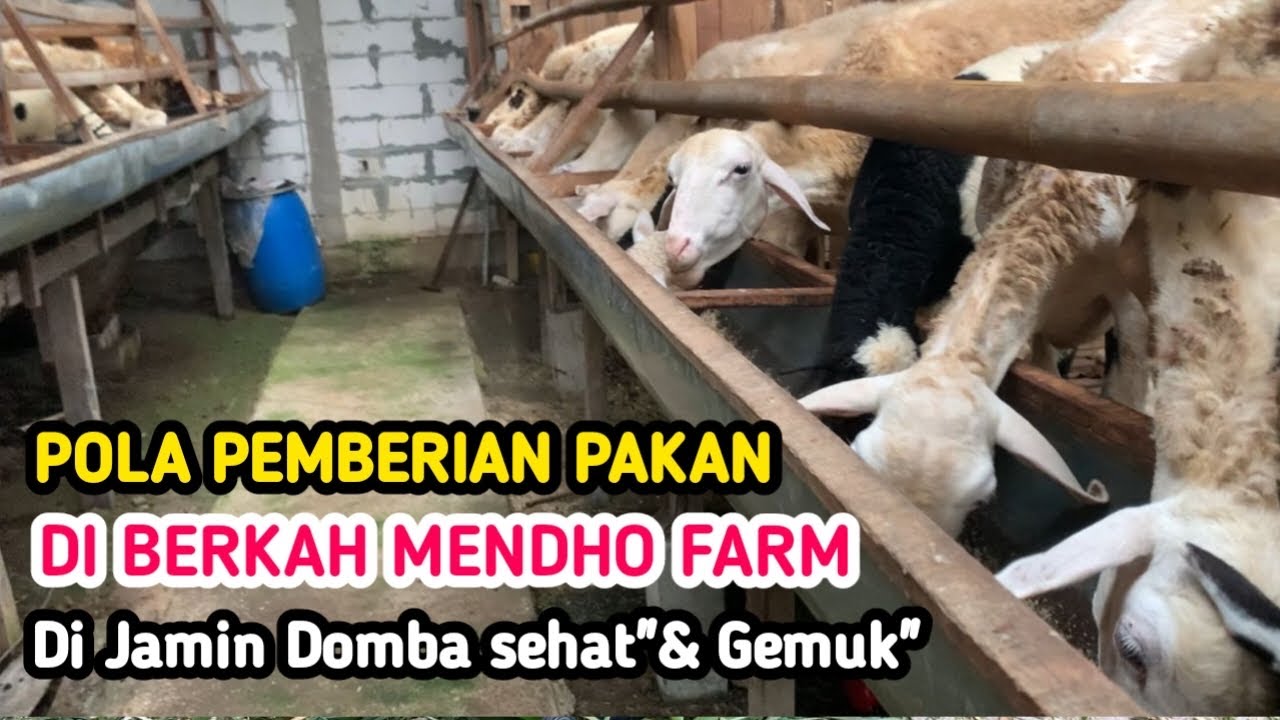 Pola Pemberian Pakan Di Berkah Mendho Farm #domba