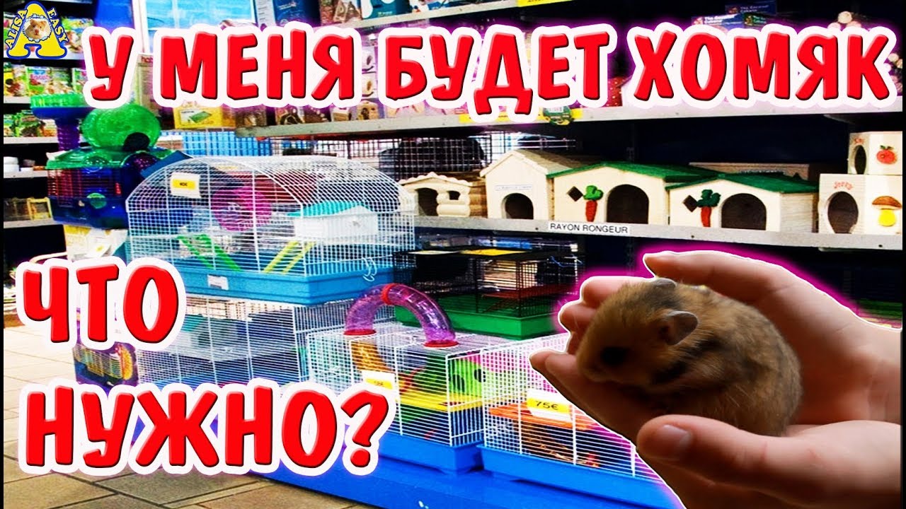 ЧТО НУЖНО ДЛЯ ХОМЯКА? У МЕНЯ БУДЕТ ХОМЯК! ЧТО НУЖНО ДЛЯ ПОЯВЛЕНИЯ ХОМЯКА / КУПИТЬ ХОМЯКУ? /АЛИСА ИЗИ