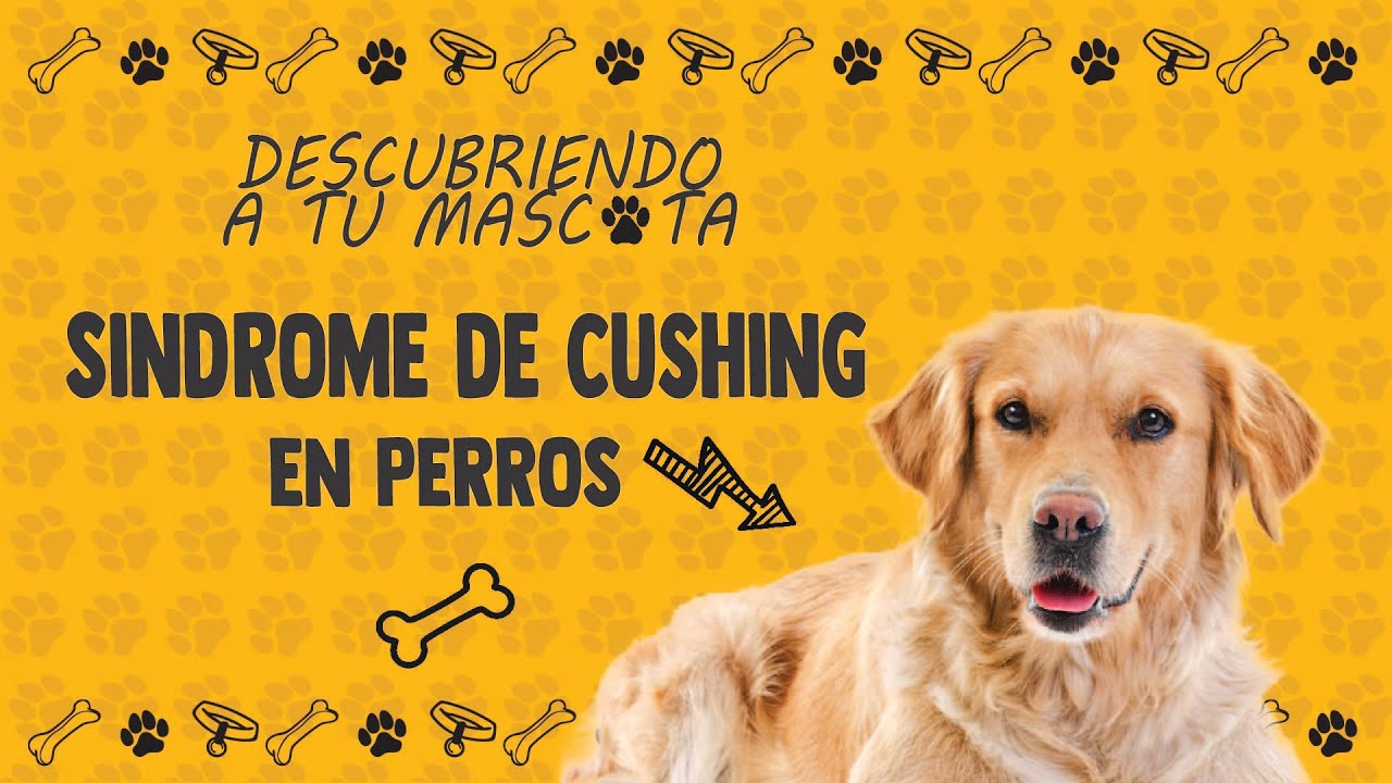 Síndrome de Cushing en Perros 🐕 | Síntomas, Diagnóstico y Tratamiento