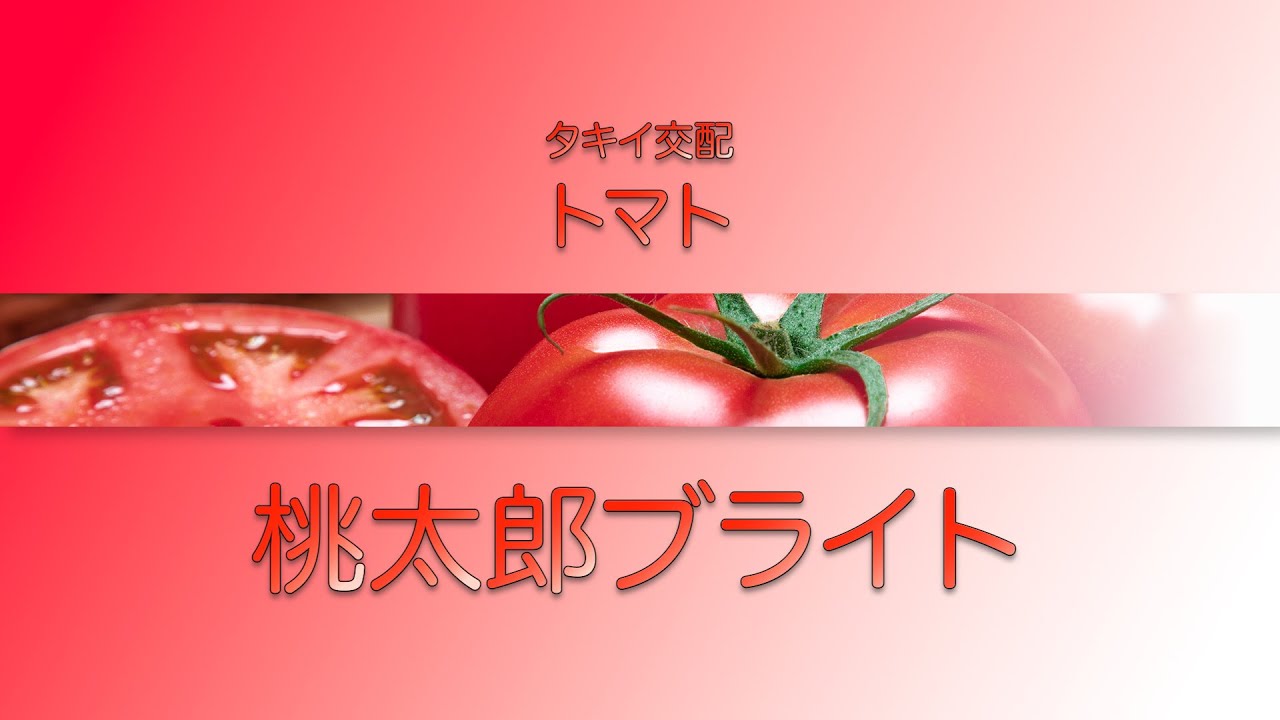 【野菜】「品種解説」トマト　タキイ交配『桃太郎ブライト』