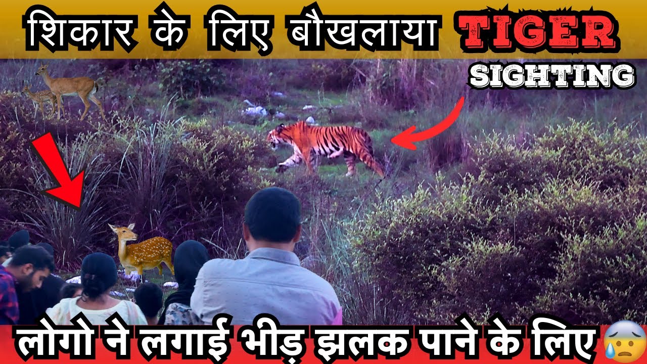 शिकार के लिए बौखलाए TIGER की SIGHTING | RAINY NIGHT DRIVE | CORBETT TALES #wildlife