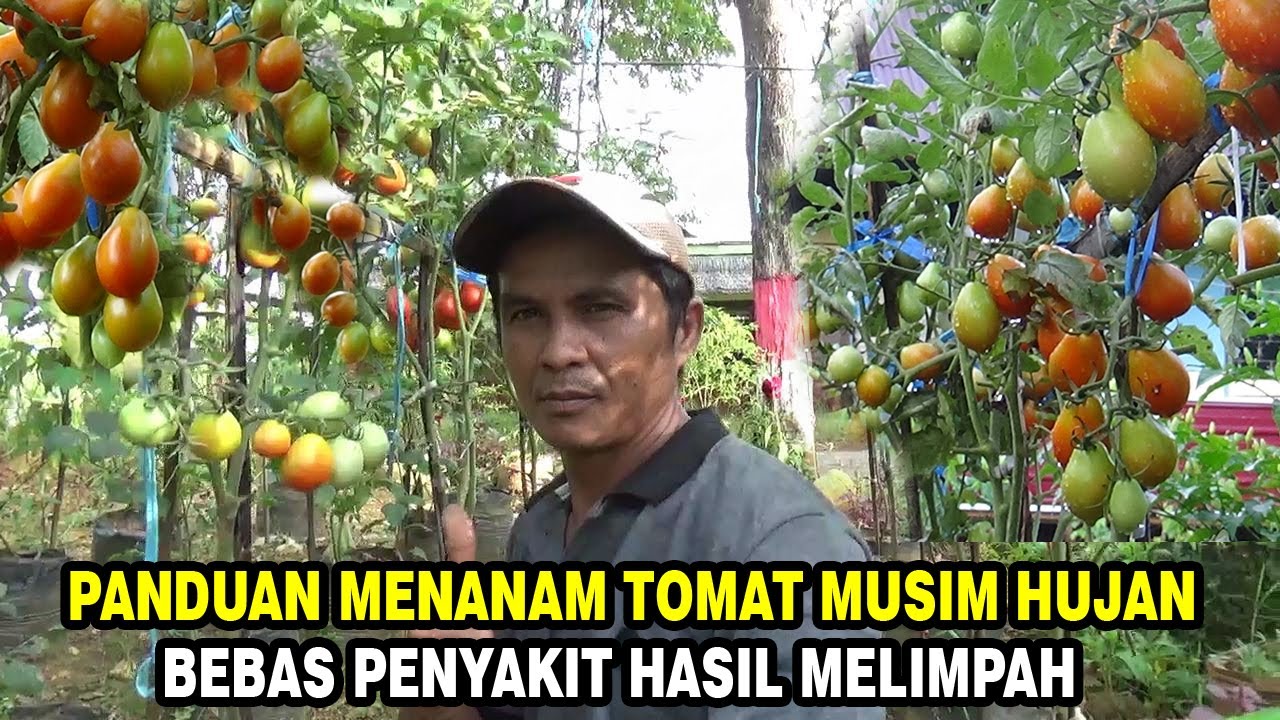 PANDUAN Menanam TOMAT Musim Hujan Bebas Penyakit Anti Gagal