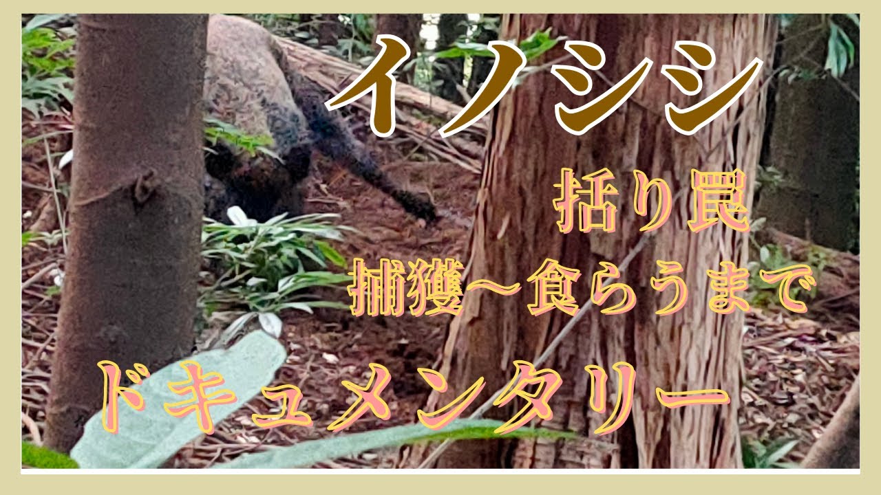 イノシシ　括り罠　捕獲から食らうまでドキュメンタリー