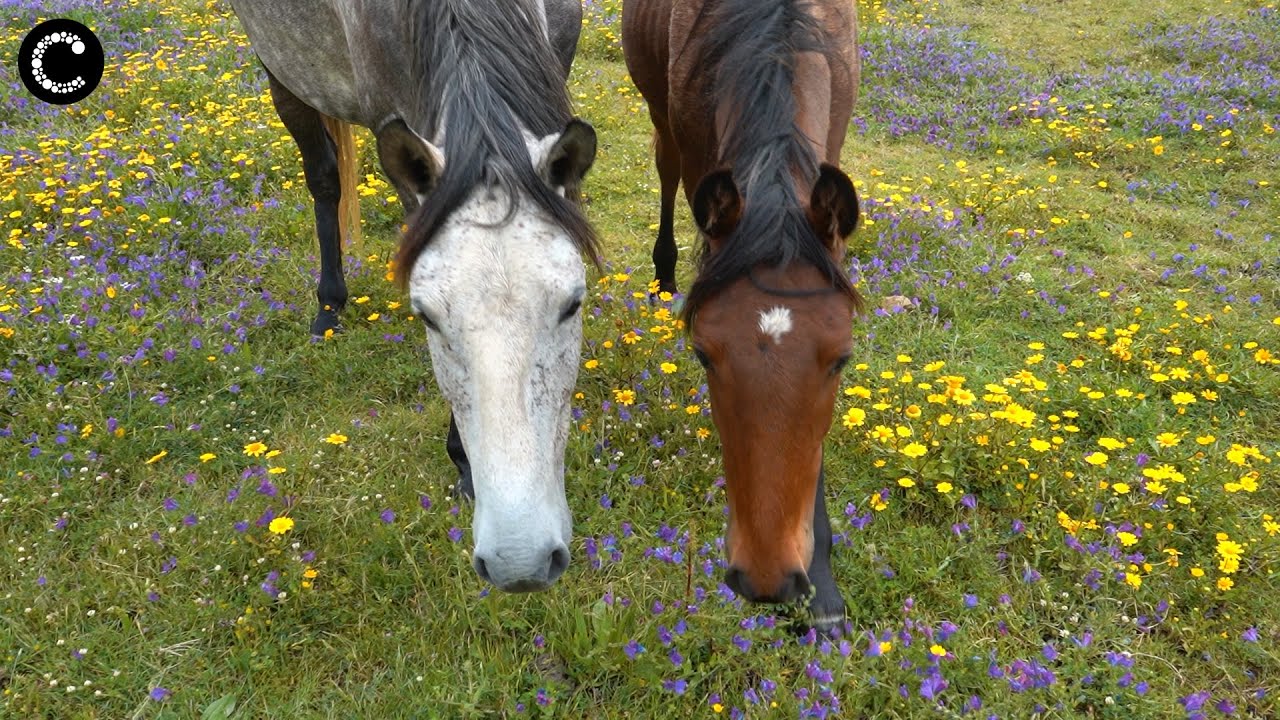 A Vida na Quinta do Pisão | Um Domingo de Maio na Quinta do Pisão