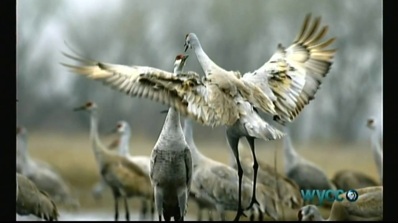 Great Plains - A long Hard Struggle