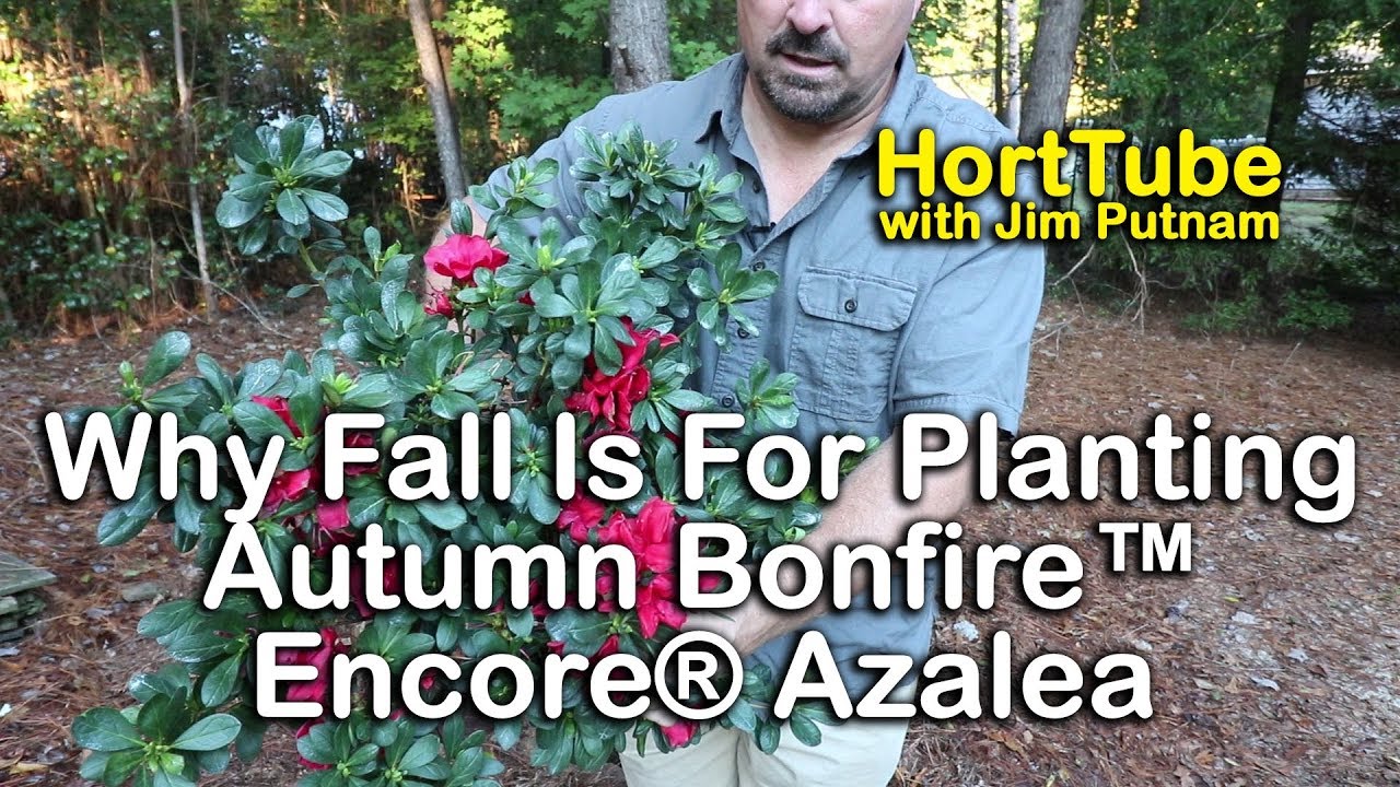 Why Fall Is For Planting - The New Autumn Bonfire&trade;Encore&reg; Azalea