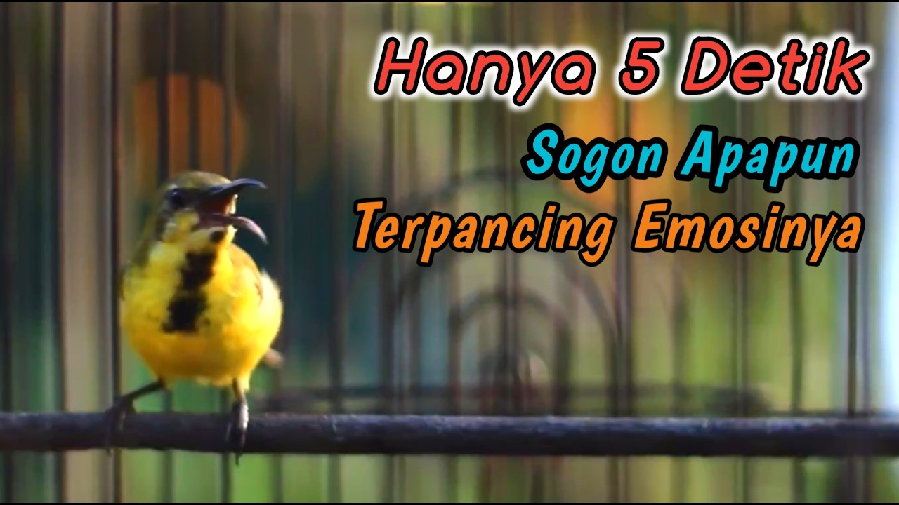 SOGON NGRIWIK NEMBAK PENGGACOR PALING JITU UNTUK SEMUA SOGON‼️HITUNGAN DETIK SOGONMU IKUTAN NEMBAK