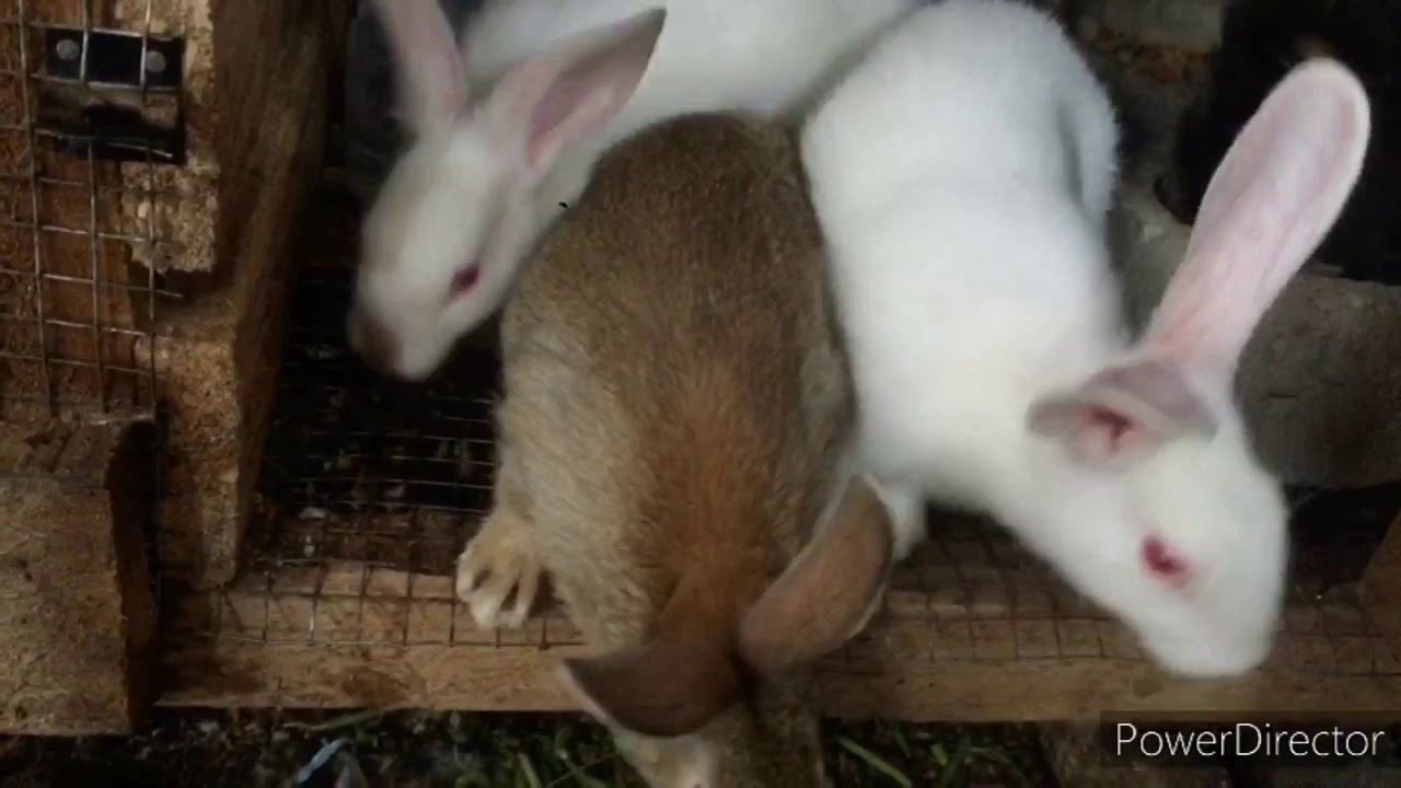 LE BON LAPIN Mangeoires anti gaspillage pour les lapins à partir de 0f