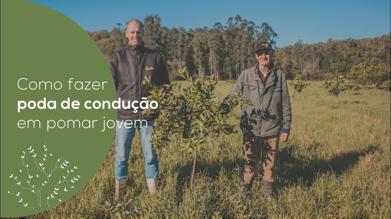 VÍDEO-AULA: COMO FAZER PODA DE CONDUÇÃO EM POMAR DE CITROS PÓS-IMPLANTAÇÃO | ECOCITRUS