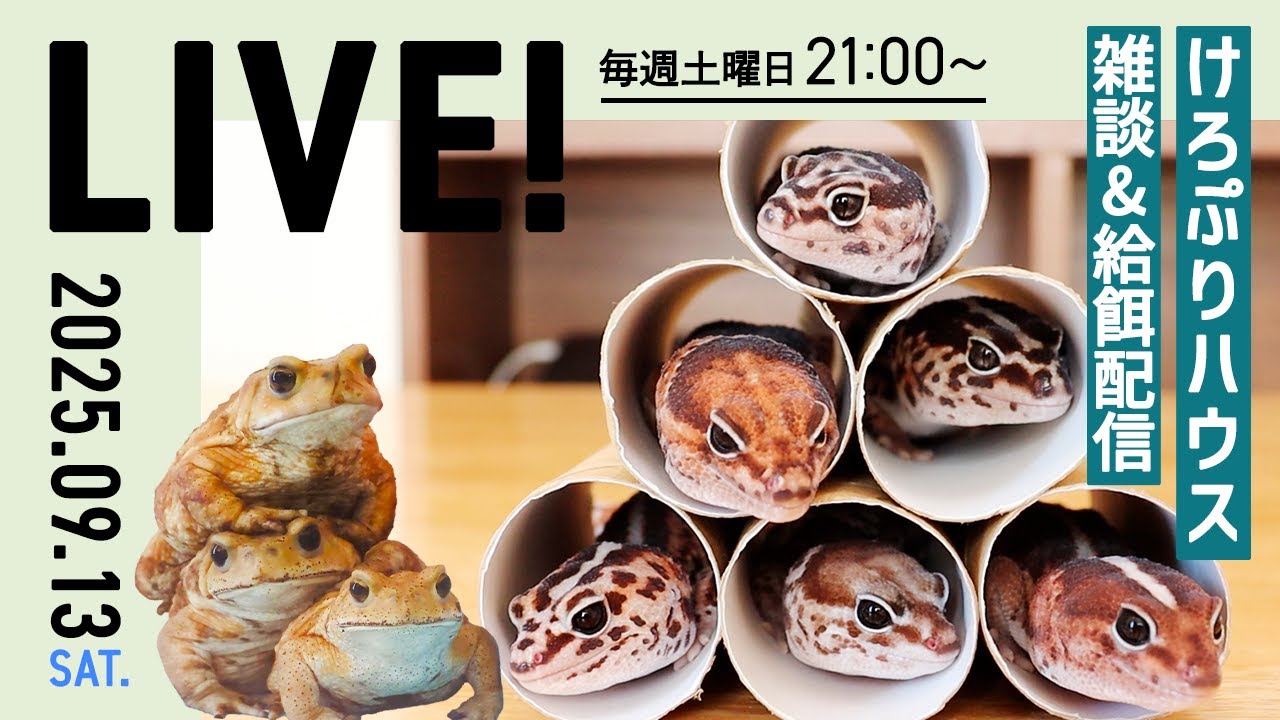 雑談＆給餌LIVE【ニシアフ・ミヤコヒキガエル】