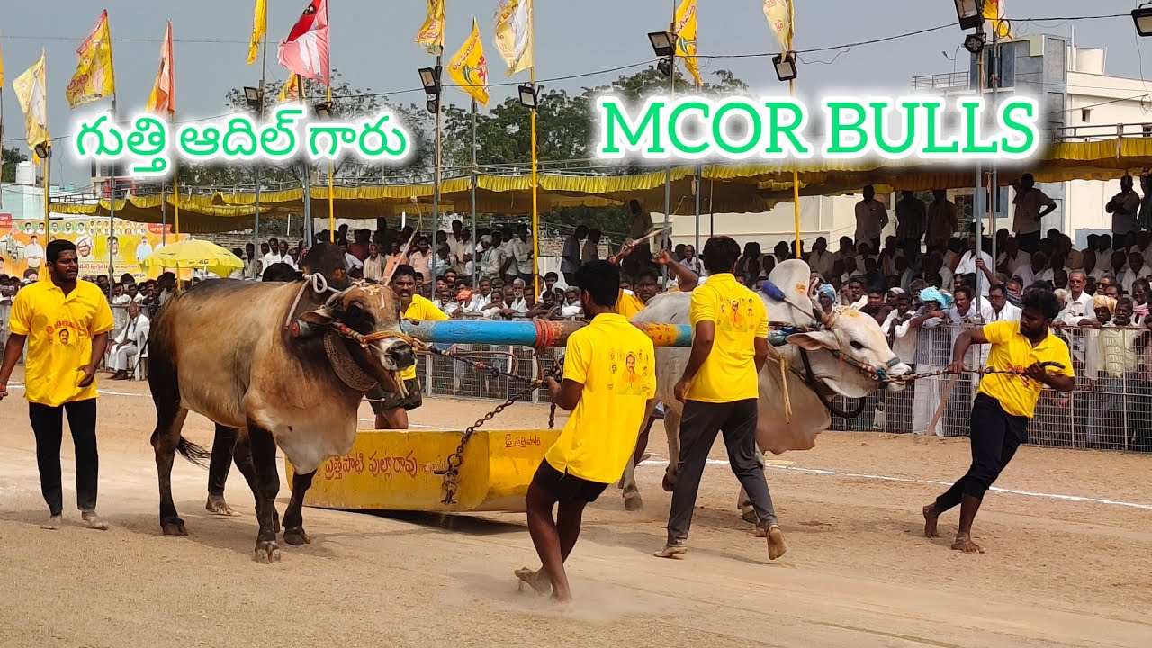 చిలకలూరిపేట గ్రామం సీనియర్  విభాగం 5వ జత MCOR BULLS