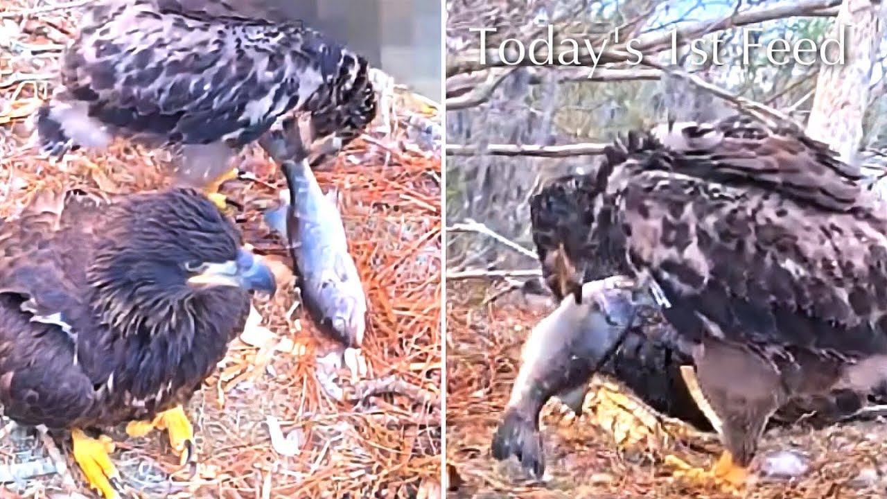 #349🦅Brutus🐥51° & Peanut🐥46°／Winter Park Eagle Nest 2026／Against All Odds:One-Eyed Mom／Wink💗Atlas
