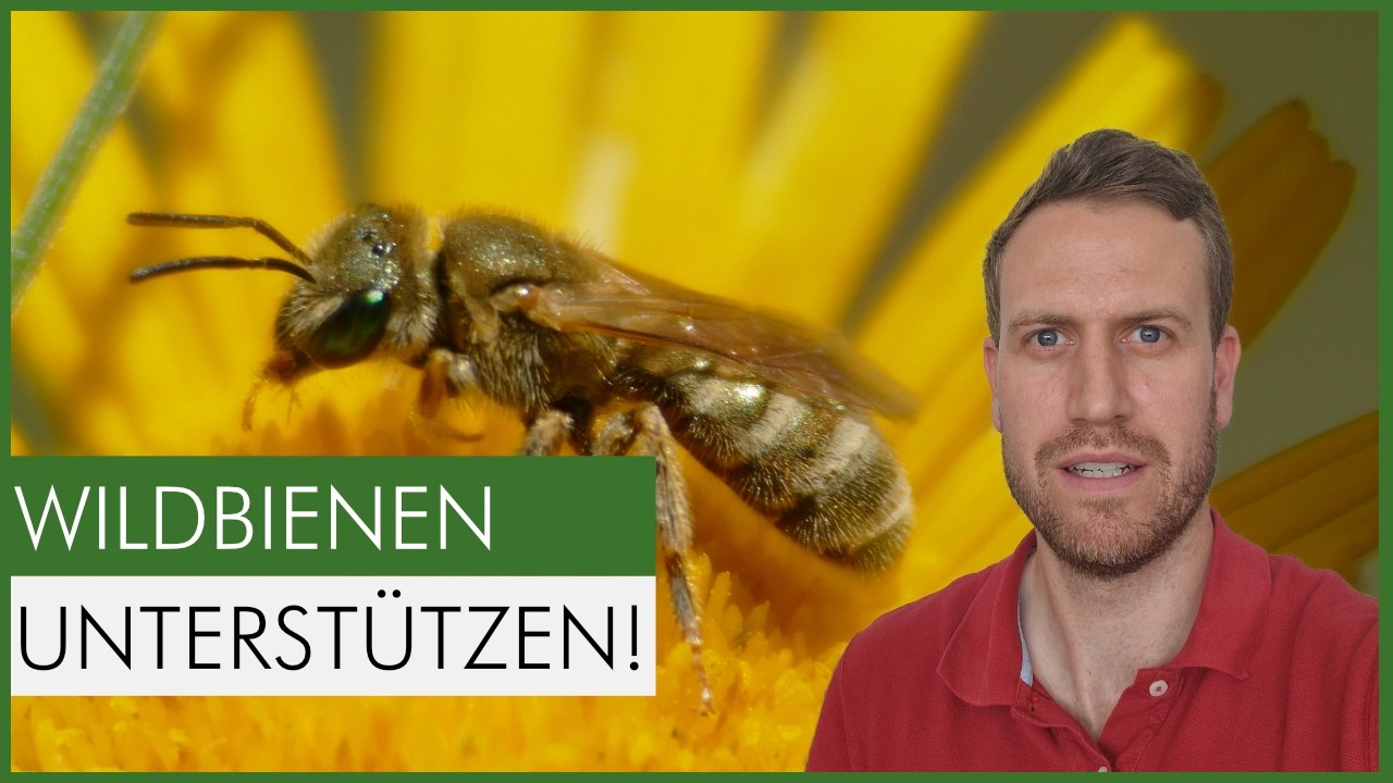 Das sind die Top 10 Pflanzen für Wildbienen im Garten