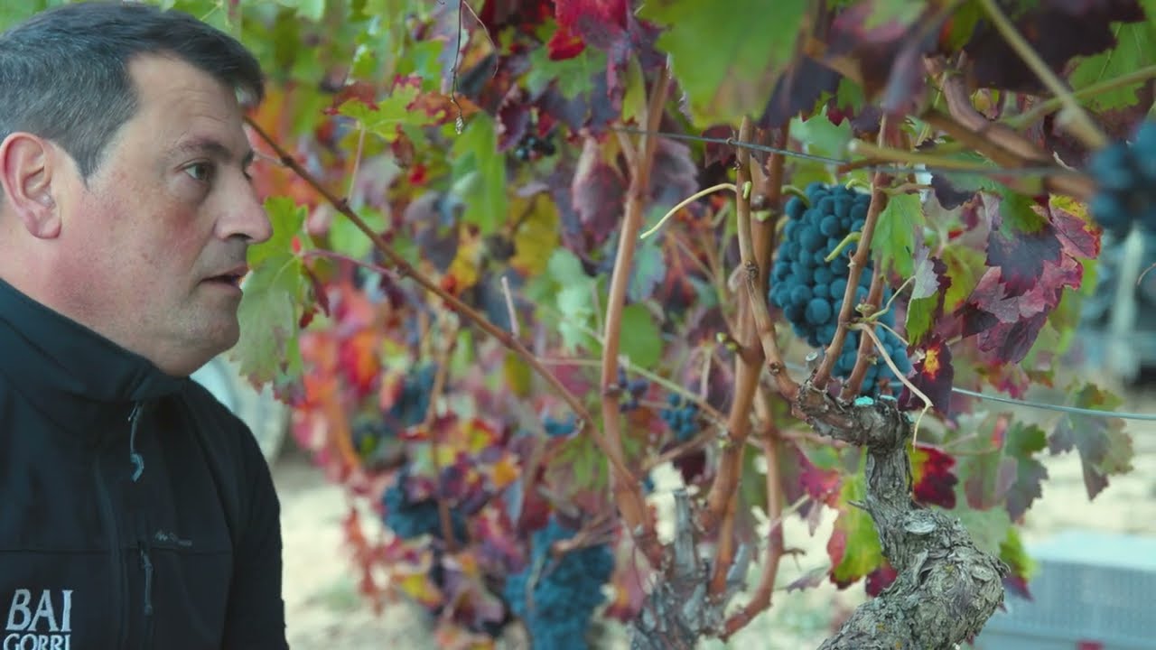 Bodegas BAIGORRI - Rioja Alavesa