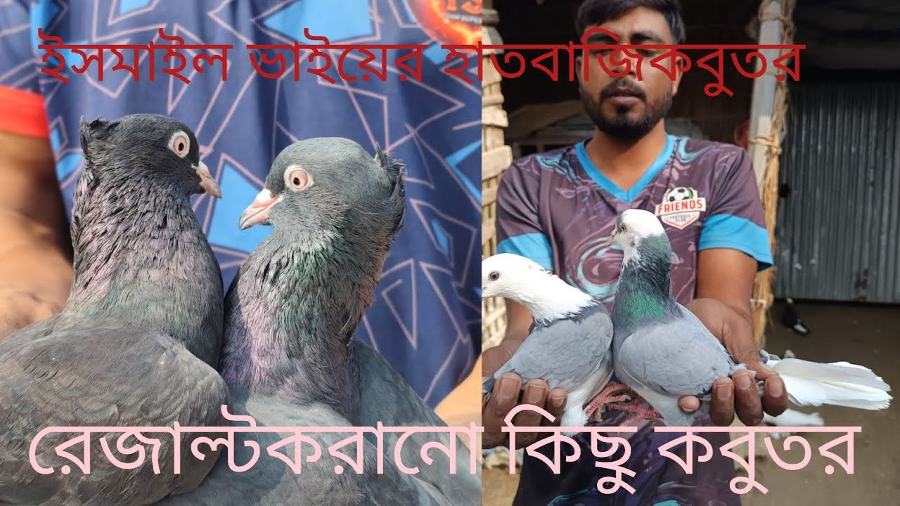 ইসমাইল ভাইয়ের হাতবাজি কবুতর । রাজশাহী গিরিবাজ কবুতর। রেজাল্ট করানো কবুতর