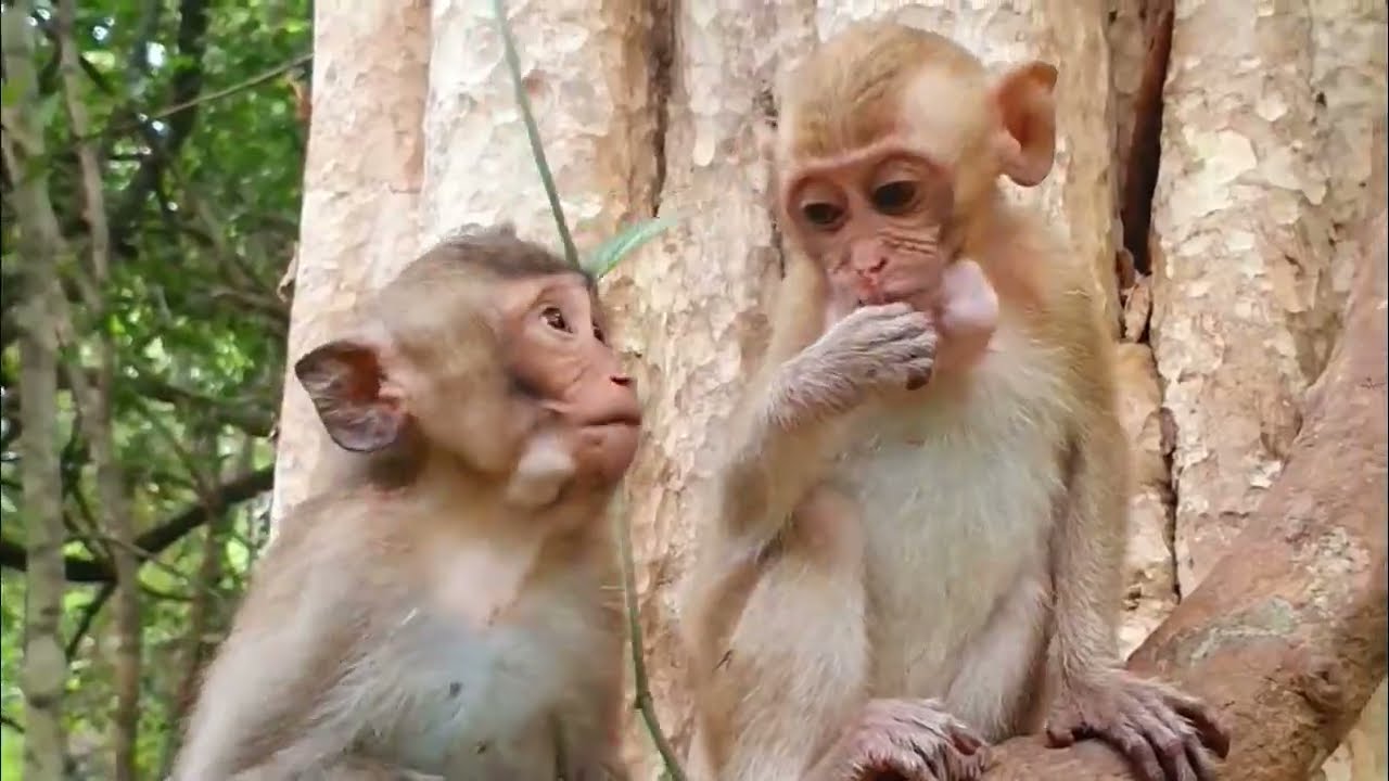 Amazing baby Bill cry beautiful, Bill very cry because want food, Brother Miyee bite baby Mesell