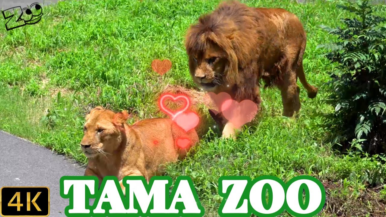 久しぶりに晴れたライオン園での「モルト」と「ニイナ」🦁💗🐱　多摩動物公園ライオン園ドキュメンタリー